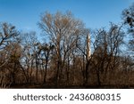 View from the side of river Dyje on a high minaret - viewpoint tower in the park. Surrounded by many leafless trees in the late winter. Bright blue sky. Lednice, Podivin, Morava, Czech republic.