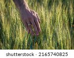 Small photo of Triticale and male, men Hand Caressing Foxtail Barley (Hordeum Jubatum), Close-up of wild barley, green wheat on the field at sunset, Moldova