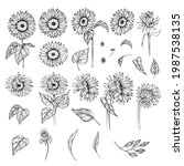 Sunflower Hand Drawn Vector Set....