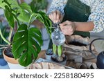 Cropped shot of unrecognizable faceless woman tends houseplant growth wates green flower in pot takes care of plant holds spray bottle with pure water. Greenery at home. Love for plants. Rear view