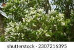 Small photo of The ivory silk lilac is a cultivar of Syringa reticulata, which shares only the familiar shape of the blossoms. Besides that trait, it is almost unrecognizable as a relative of the ivory silk lilac