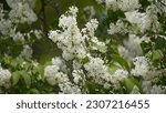 Small photo of The ivory silk lilac is a cultivar of Syringa reticulata, which shares only the familiar shape of the blossoms. Besides that trait, it is almost unrecognizable as a relative of the ivory silk lilac