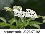 Small photo of Conium maculatum, colloquially known as hemlock, poison hemlock or wild hemlock, is a highly poisonous biennial herbaceous flowering plant in the carrot family Apiaceae
