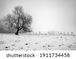 A Lone Tree In Field Of Snow  A ...