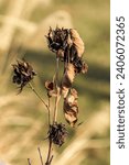 Small photo of Dried Flowers in bleak midwinter
