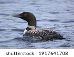 Loon On The Cold Waters Of...