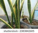 Mother-in-law's tongue or sansevieria or snake plant. Hard, long upright, succulent leaves, with pointed tips are the characteristic shape of mother-in-law's tongue.