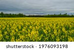 Rapeseed  Canola Or Colza In...