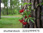 Red Berries Of Viburnum On The...