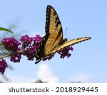Tiger Swallow Tail Butterfly On ...