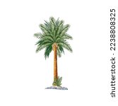 Date Palm Tree   Vector Stock