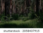 Evening sun in the untouched wild nature. Lots of trees, all very green and overgrown. A meadow with summer flowers and green, long grass enters the forest. The trees are lit by the romantic evening s