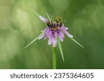 Small photo of Tragopogon porrifolius (Salsify) edible pink flowering plant with a long taproot. Green background.