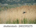 Small photo of Red-crested Pochard (Netta rufina) flying in the reeds.