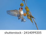 Small photo of European Goldfinch and Eurasian Siskin (Carduelis carduelis, Spinus spinus) feeding on the seeds of the Chenar tree.