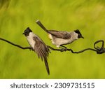 Small photo of Finches, finches, patchouli, or finches are a type of warbler from the Pycnonotidae tribe. Pycnonotus aurigaster