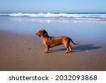 Dachshund On The Beach. Dogs...