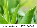 Small photo of Background of large green leaves close-up subtext.