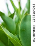 Small photo of Background of large green leaves close-up subtext.