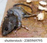 Small photo of Mice caught in a mouse trap glue trap, house mouse trapped by strong glue. Rat mouse captured onto glue trap.