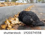 Small photo of A sick eyeless urban pigeon on the gray asphalt on cold autumn day in the city park, close-up, focus on the eye.