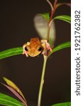 Small photo of Harlequin Tree Frog (Rhacophorus pardalis) in Borneo, Malaysia