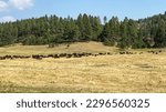 herd of buffalo in the yellow fields of Custer State Park