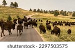buffalo jam on the road in Custer State Park