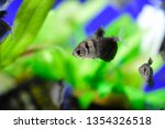 Freshwater Aquarium Fish  The...