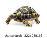 Small photo of Herman's Tortoise against white background.