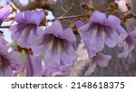 Small photo of purple flowering Paulownia Tomentosa tree