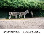 Pack Of Zebras Standing Under...