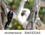 Redheaded Woodpecker Pecking On ...