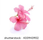 Pink Hibiscus Isolated On White ...