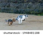 Two Dogs Playing In The Beach