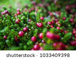 Small photo of Crowberry (Empetrum rubrum) on the green natural background. Berry also known as diddle dee. Argentina