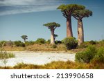Baobab Trees At Sunny Day