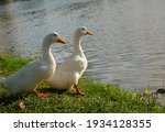 Couple Duck Is Looking To The...