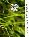 Blue Eyed Grass Growing In A...