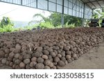Small photo of stack konjac tuber seeds by 3 ounces - 7 ounces