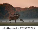 Red Deer. Deer Males Are...