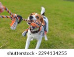 Small photo of A beagle dog pulls a rope and plays tug-of-war with his master. Dog plays tug of war with a rope. Playful dog with toy. Tug of war between master and beagle dog. Playful puppy and his toy. Canine game