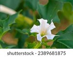 Small photo of Datura stramonium, known by the common names thorn apple, jimsonweed (jimson weed), devil's snare, or devil's trumpet, is a poisonous flowering plant of the nightshade family Solanaceae.