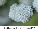 White Viburnum Flower Ball In...