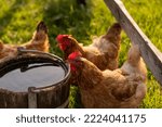 Young hen drinking water from...