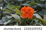 Small photo of Beautiful close up of Cordia sebestena flower also known as Geraniumtree, Geigertree, Large leaf geigertree, Geiger Tree, Broadleaf, Scarlet Accordia, Dog Almond, Scarlet Cordia, Anacahuita