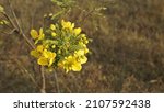 Small photo of Beautiful Tanners cassia flower also known as Senna auriculata, Tanner's senna, Styptic Weed, Matara-tea shot under direct sunlight without editing