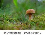 Mushroom In The Autumn...
