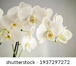 Closeup Of White Orchid Flowers 