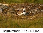 A single adult Killdeer (Charadrius vociferus) plover shorebird and its baby hiding in its feathers in a rocky patch of grass. Taken in Victoria, BC, Canada.